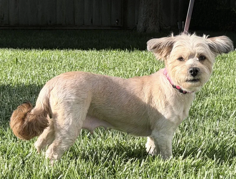 An adult small-sized female Havanese dog named Bedtime for adoption in Palo Alto, CA