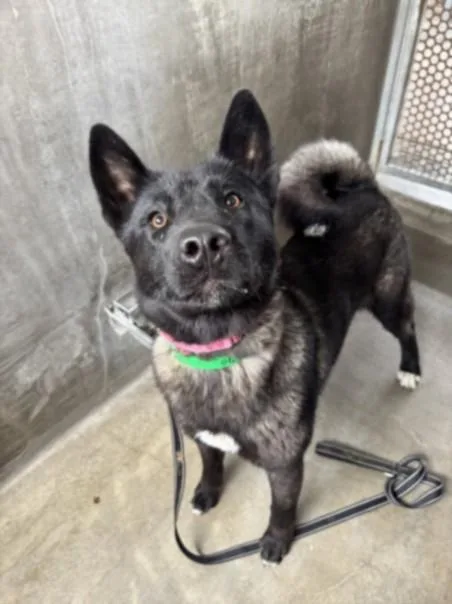 A young medium-sized male Belgian Shepherd / Malinois dog named Allen for adoption in Van Nuys, CA