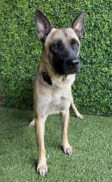 A young medium-sized male German Shepherd Dog dog named Gomez for adoption in Naples, FL