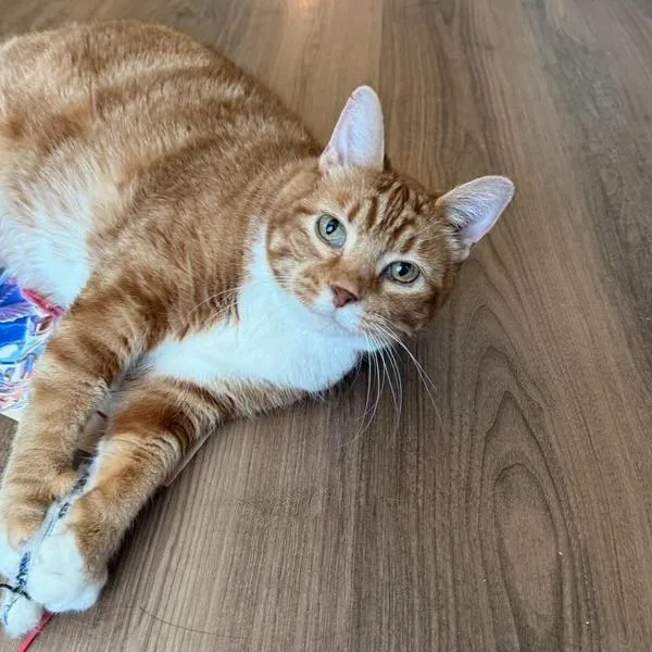 A senior large-sized female Orange / Red Domestic Short Hair cat named Deep Dish Pizza for adoption in Murray, UT