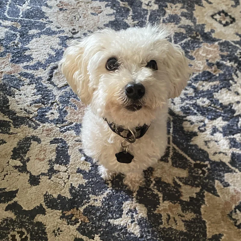 An adult small-sized male Bichon Frise dog named Harley for adoption in Orange, CA