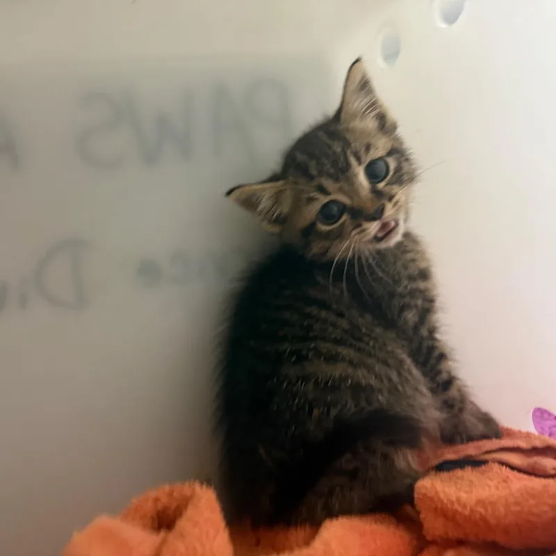 A baby small-sized female Brown / Chocolate Domestic Short Hair cat named Taffyta for adoption in Columbus, GA