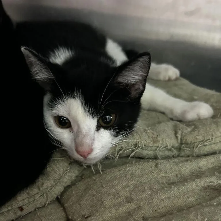 A baby small-sized female Black Domestic Short Hair cat named Anastasia for adoption in Spruce Pine, NC