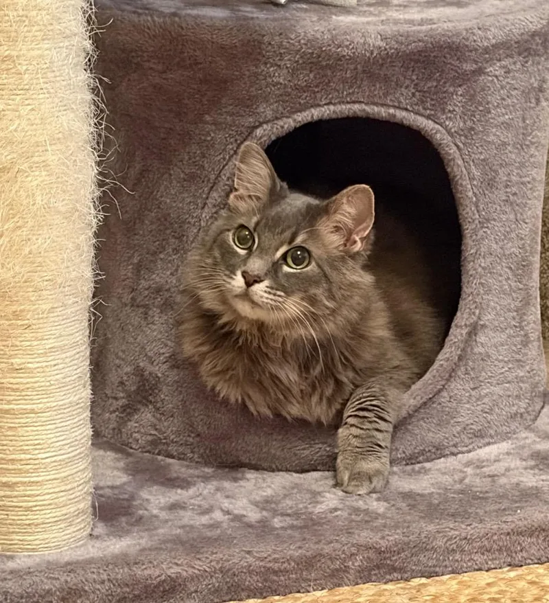 An adult large-sized male Domestic Long Hair cat named Moto Moto for adoption in Clinton, SC