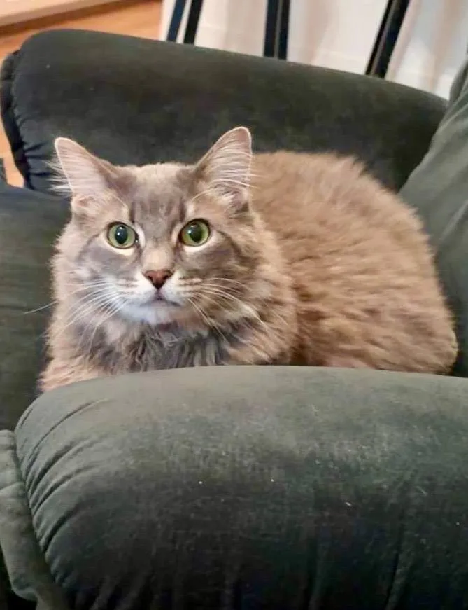 Moto Moto thumbnail 2