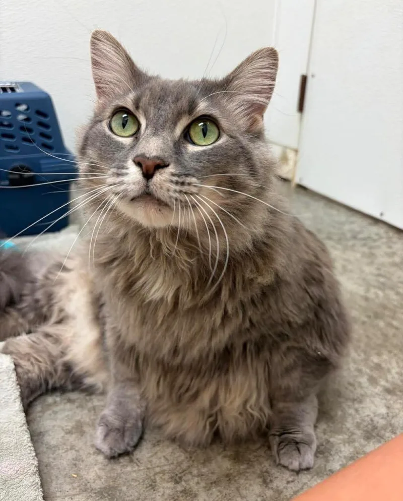 Moto Moto thumbnail 3