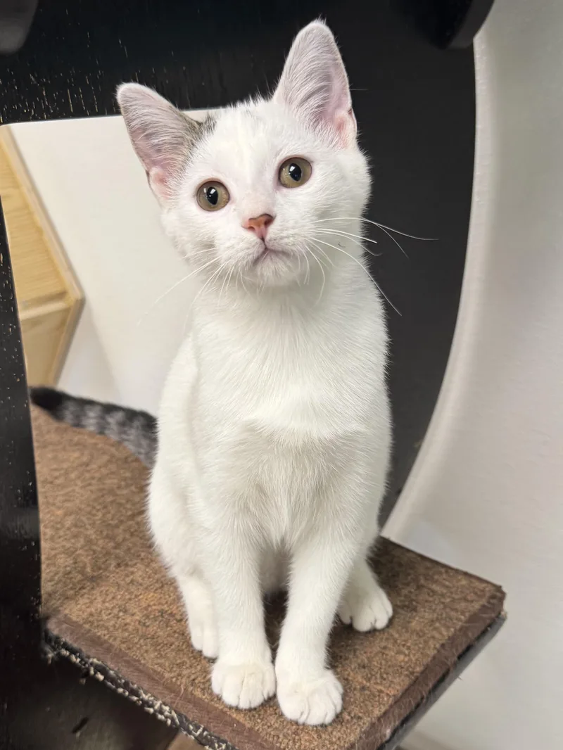 A baby medium-sized female Domestic Short Hair cat named Apple for adoption in Battle Creek, MI