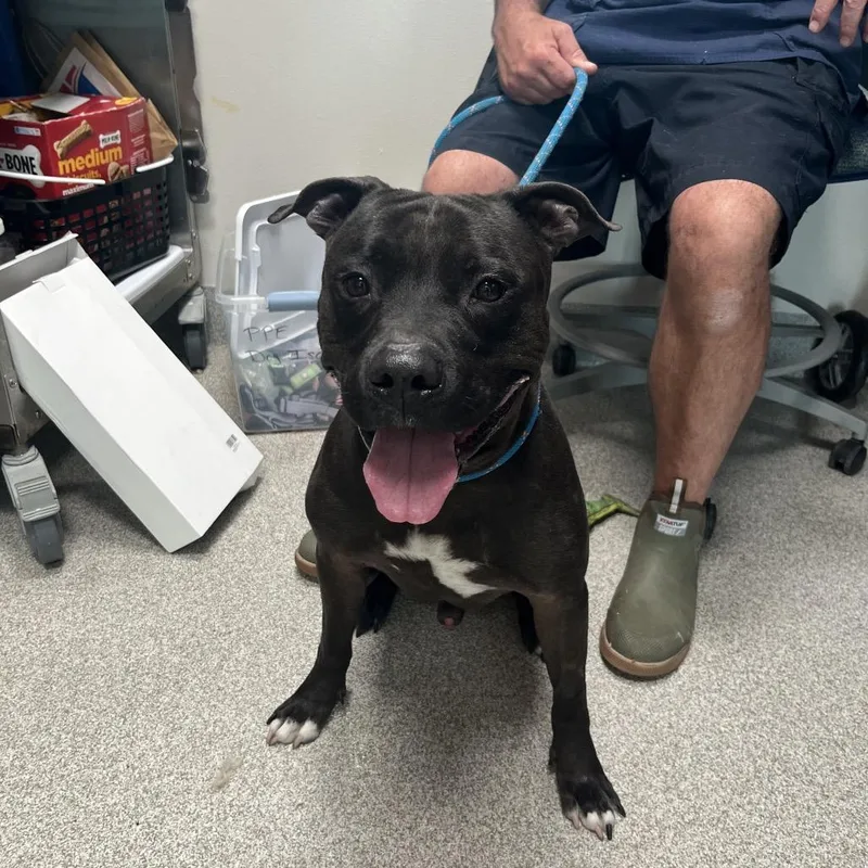 An adult large-sized male Black Mixed Breed dog named King for adoption in Englewood, FL