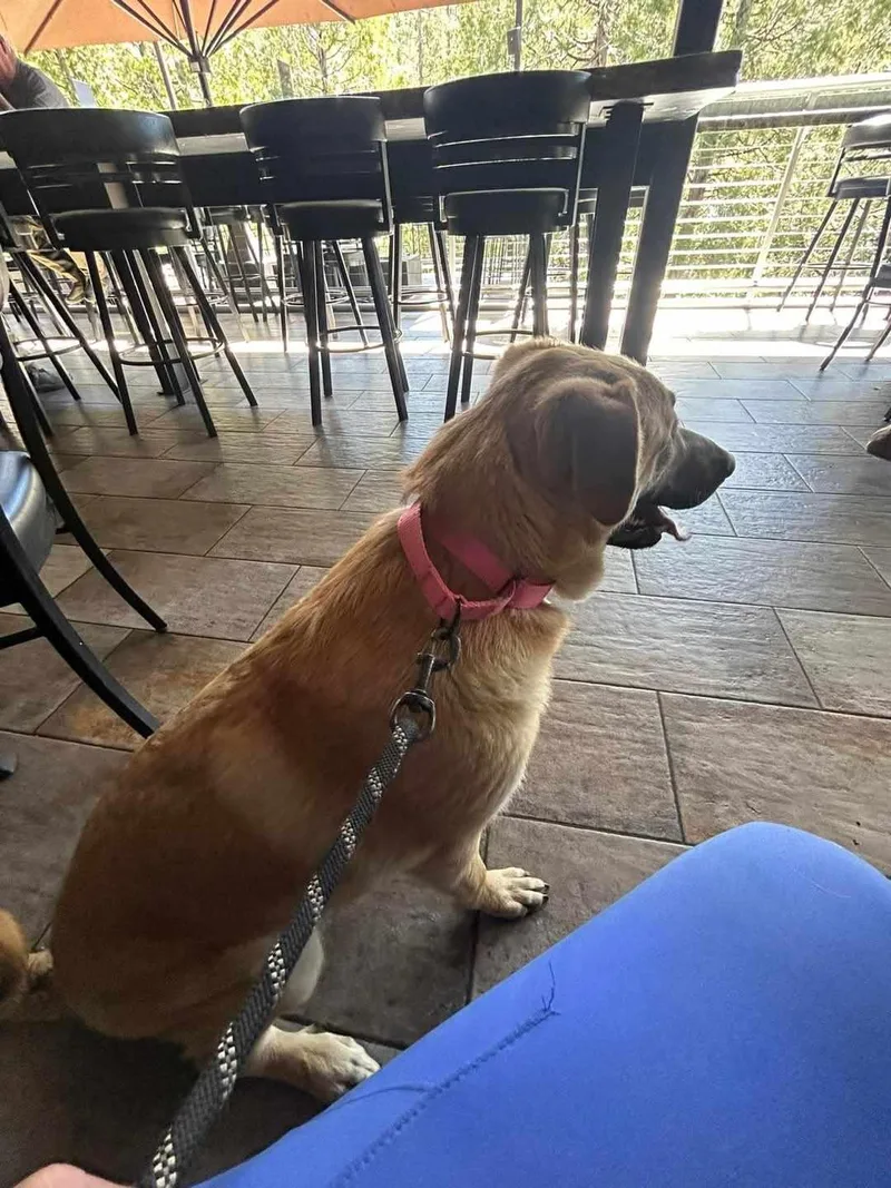 Hibiscus thumbnail 2