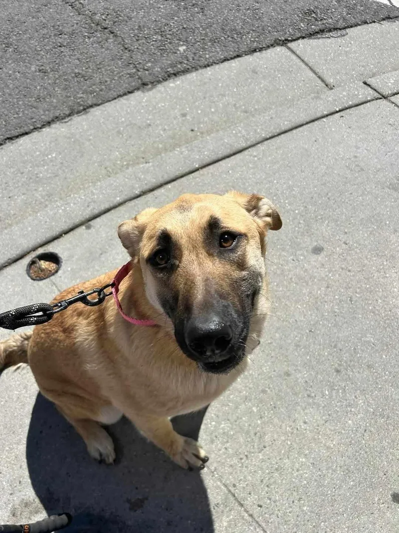 Hibiscus thumbnail 4