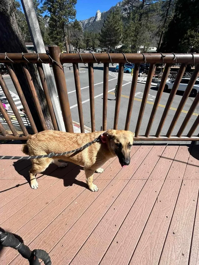 Hibiscus thumbnail 5