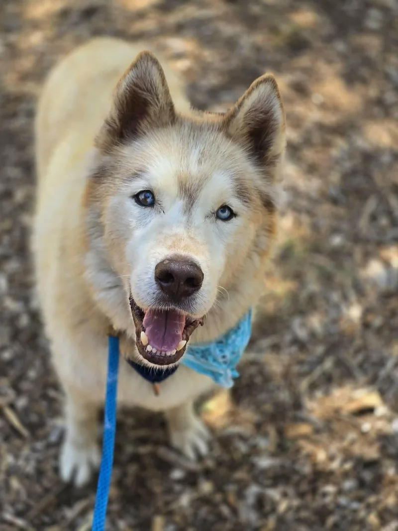 A senior large-sized male Red / Chestnut / Orange Siberian Husky dog named Rex for adoption in Grants Pass, OR