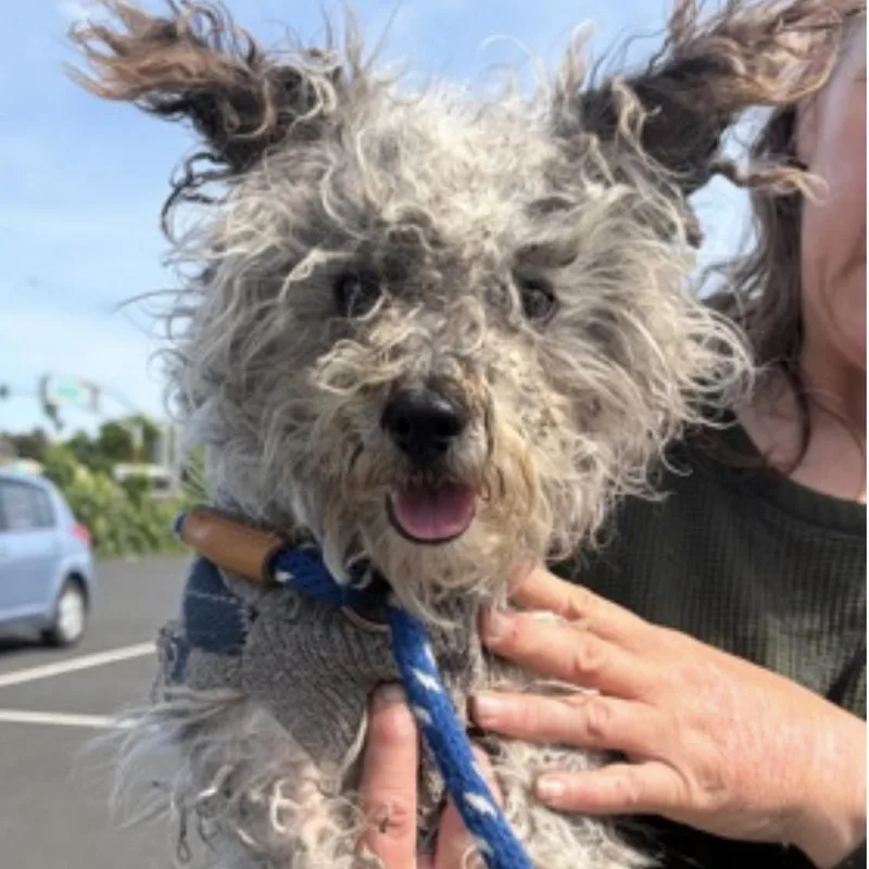 An adult small-sized male White / Cream West Highland White Terrier / Westie dog named Yeti for adoption in Sonoma, CA