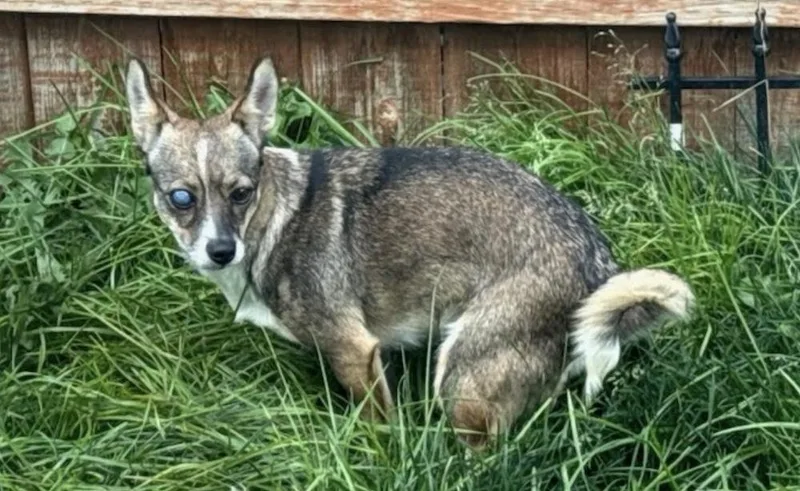 A young small-sized female Chihuahua dog named Wink for adoption in Vancouver, WA