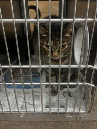 A senior large-sized female Buff / Tan / Fawn Domestic Short Hair cat named Sugar Ray for adoption in Wichita, KS