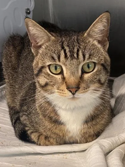 An adult medium-sized male Domestic Short Hair cat named Harmonize for adoption in West Chester, PA