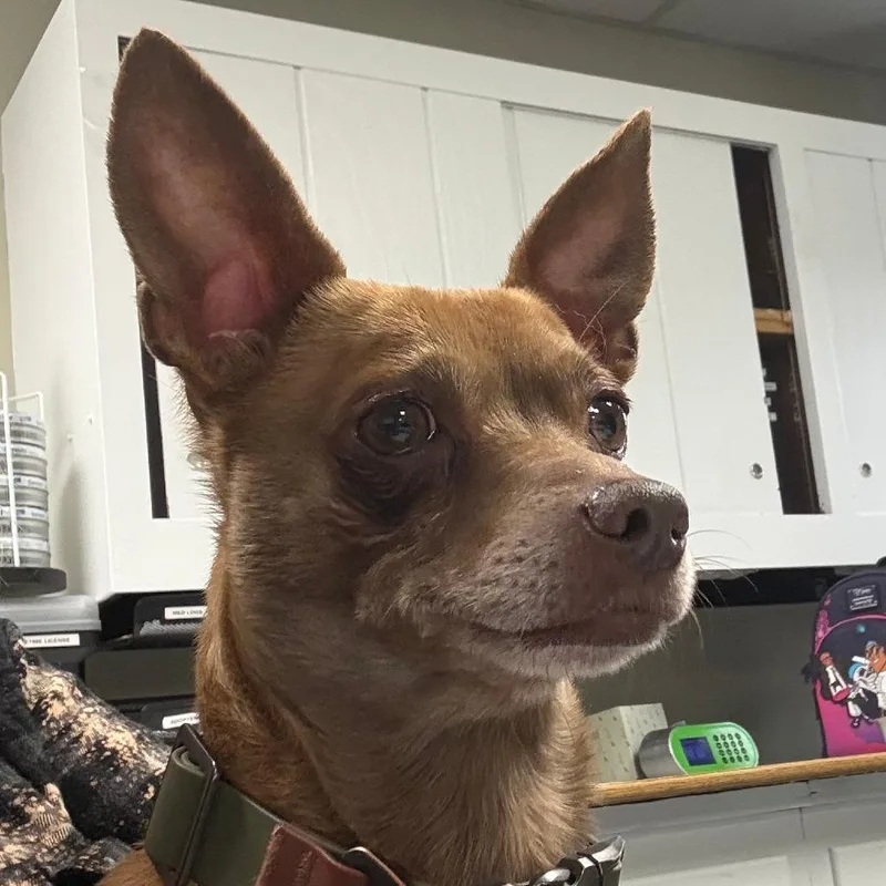 An adult small-sized male Brown / Chocolate Chihuahua dog named Rocco for adoption in Franklin, PA