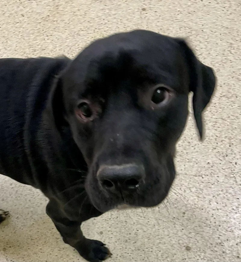 A young large-sized male Labrador Retriever dog named Arlo for adoption in Muncie, IN