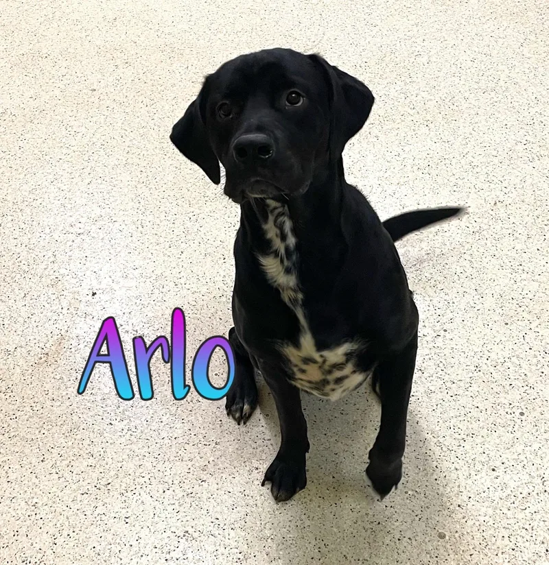 Arlo thumbnail 4