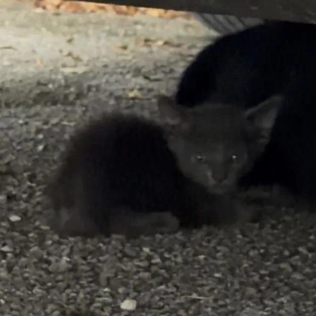 A baby small-sized female Black Domestic Short Hair cat named Raven for adoption in West Palm Beach, FL