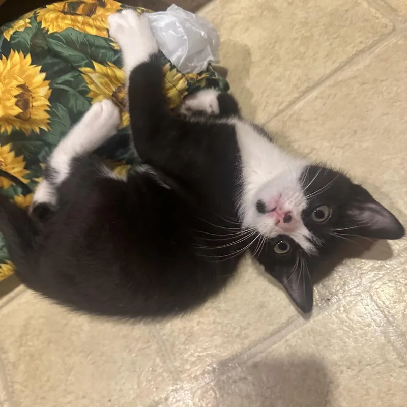 A baby small-sized female Black Domestic Short Hair cat named Eliana for adoption in Springfield, MO