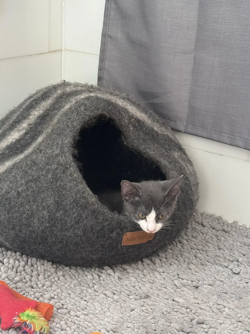 A baby small-sized female Black & White / Tuxedo Domestic Short Hair cat named Coco for adoption in Long Island City, NY