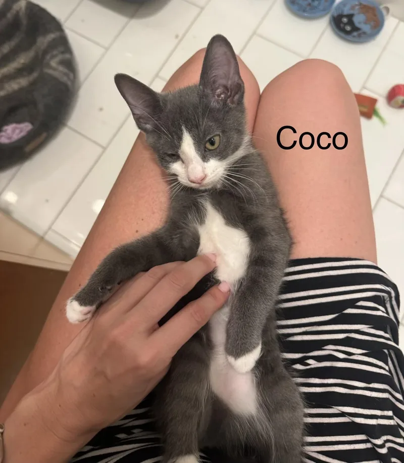 Coco thumbnail 4