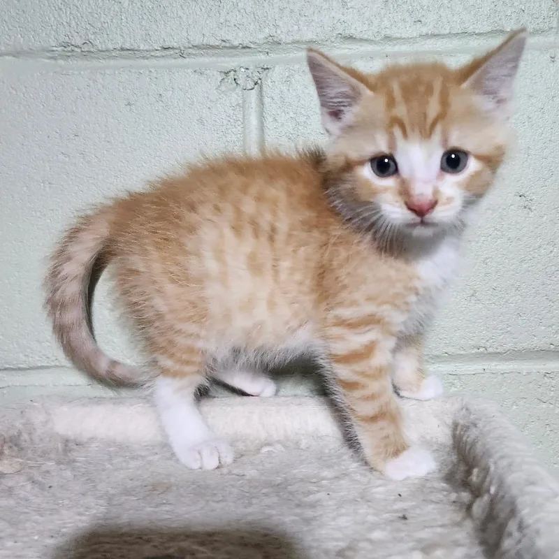 A baby small-sized male Orange / Red Domestic Short Hair cat named Stan Lee for adoption in Canton, IL