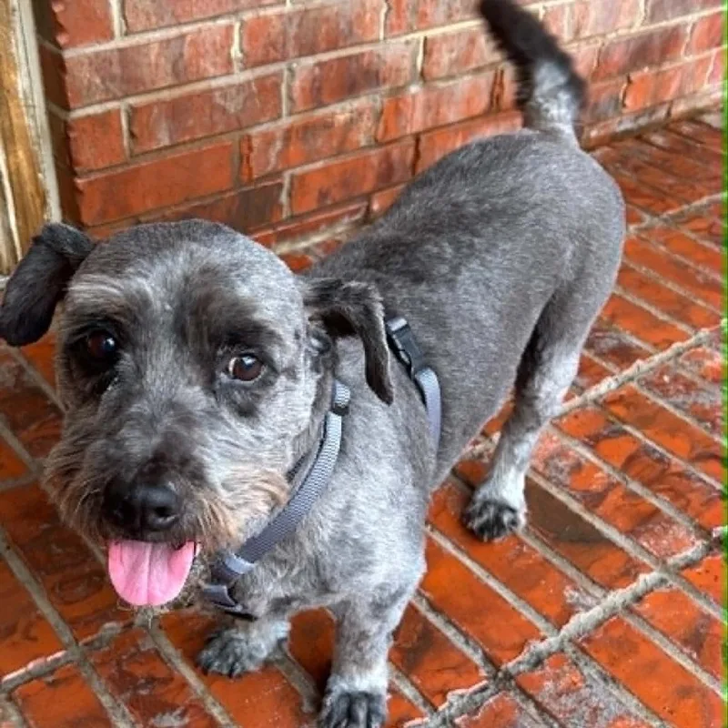 A senior medium-sized male Black Terrier dog named Prince for adoption in Houston, TX