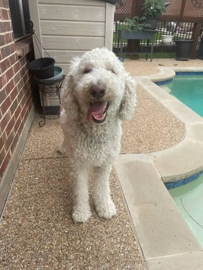 An adult large-sized male White / Cream Labradoodle dog named Jericho for adoption in Colleyville, TX