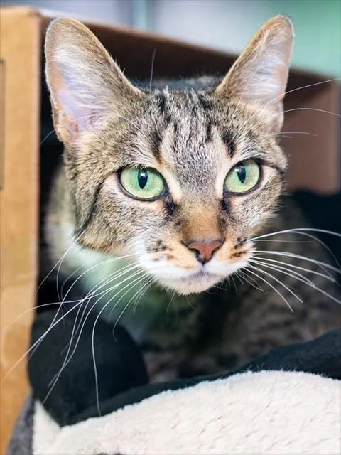 An adult medium-sized female Domestic Short Hair cat named Spicee for adoption in Boston, MA