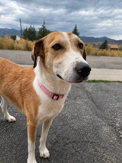 An adult medium-sized female Collie dog named Rose of TX for adoption in Midway, UT
