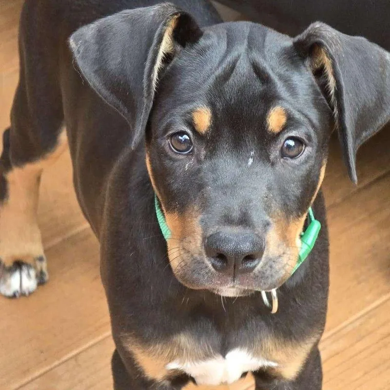 Murphy