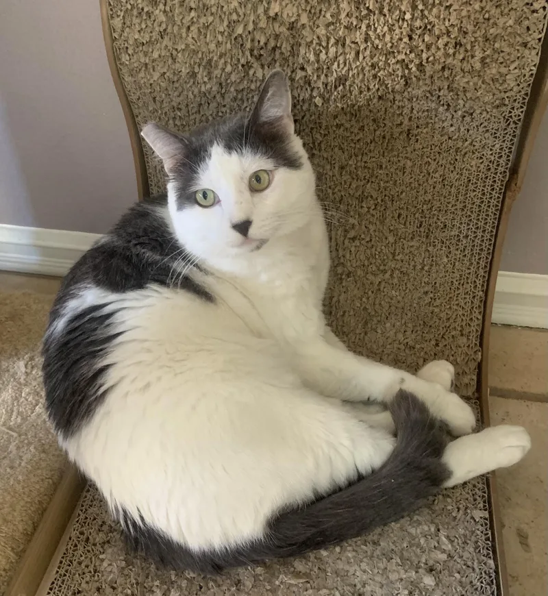 A young large-sized male Gray & White Domestic Short Hair cat named Atlas for adoption in Los Angeles, CA