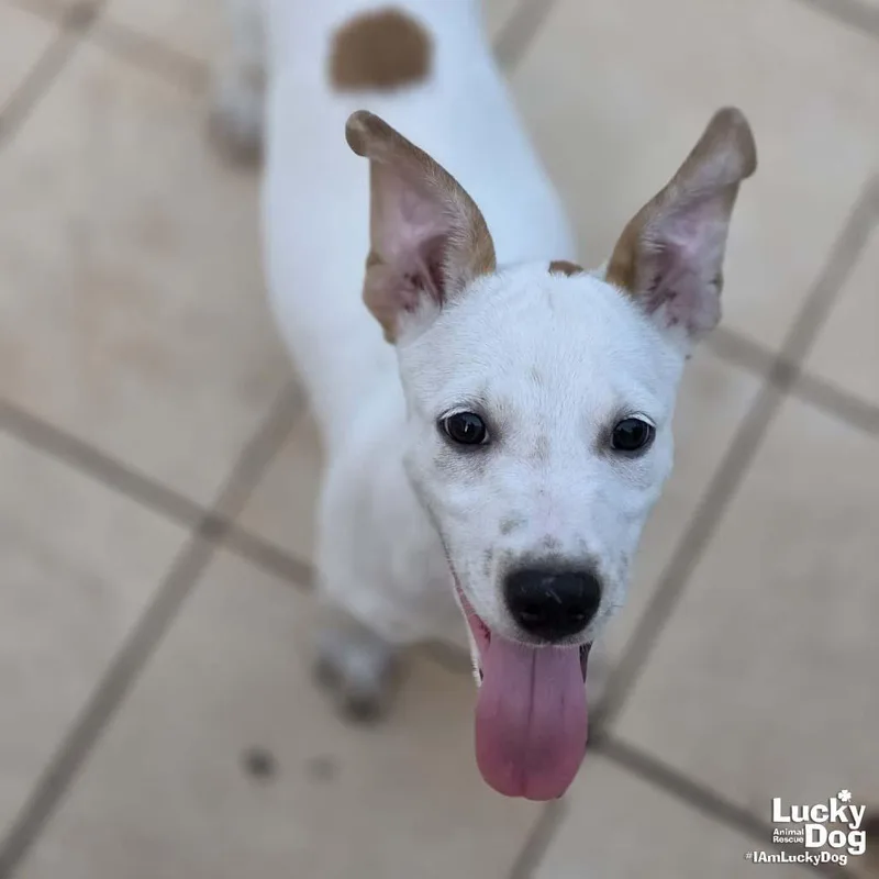 A baby medium-sized male Shepherd dog named Leo Dan for adoption in Washington, DC