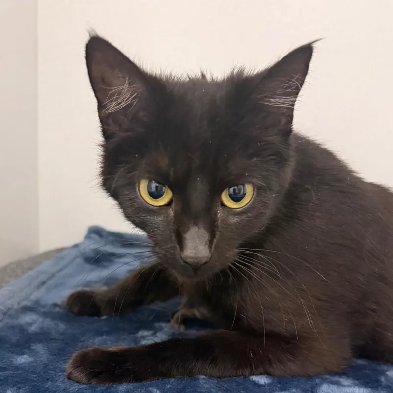 A young medium-sized female Black Domestic Short Hair cat named Locket for adoption in Franklin, NC