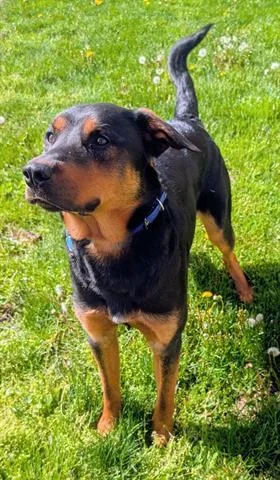 A young medium-sized male German Shepherd Dog dog named Lance for adoption in Akron, OH