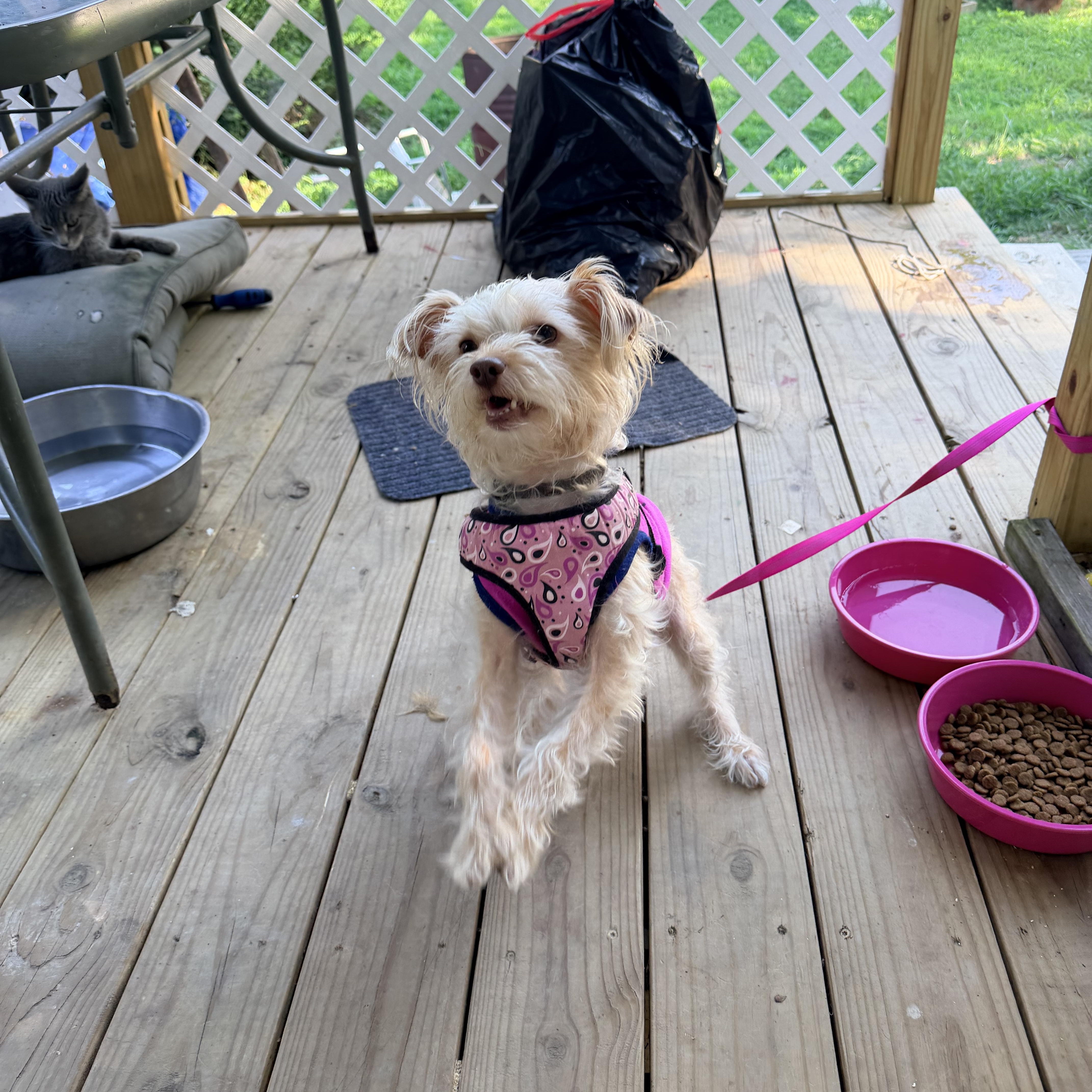 An adult small-sized female Shih poo dog named Nevaeh for adoption in Walkertown, NC