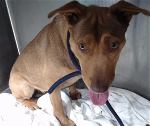 A young medium-sized female Pit Bull Terrier dog named Addie for adoption in Downey, CA