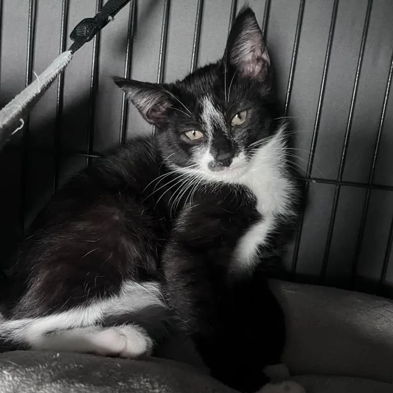 A baby small-sized male Black Domestic Short Hair cat named Calypso for adoption in Winchester, VA
