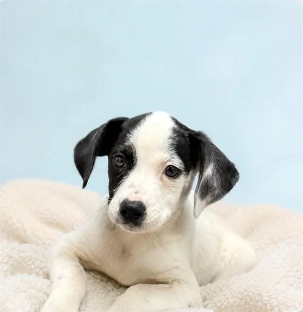 A baby medium-sized male Australian Cattle Dog / Blue Heeler dog named Kai for adoption in Cookeville, TN