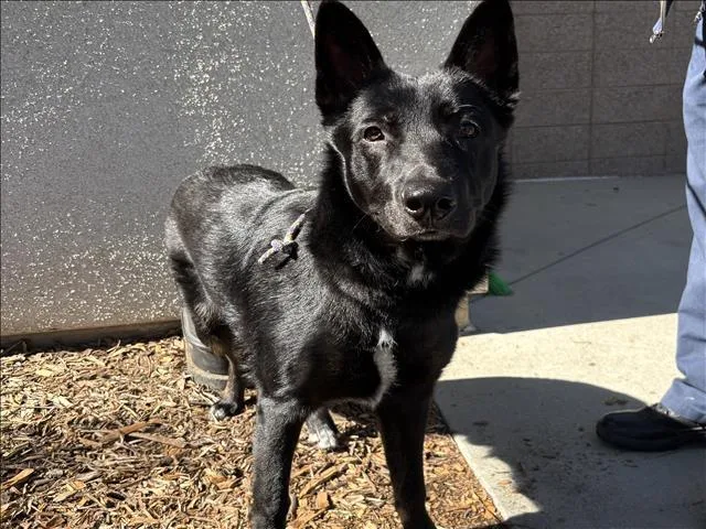 A young large-sized male German Shepherd Dog dog named Gus for adoption in San Pedro, CA