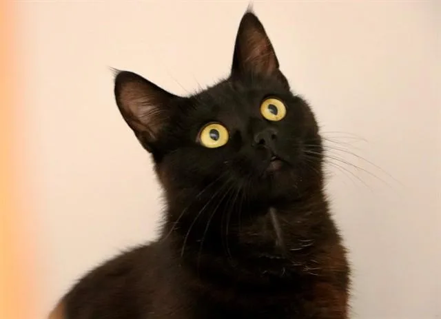 A baby medium-sized female Domestic Short Hair cat named Pink for adoption in San Luis Obispo, CA