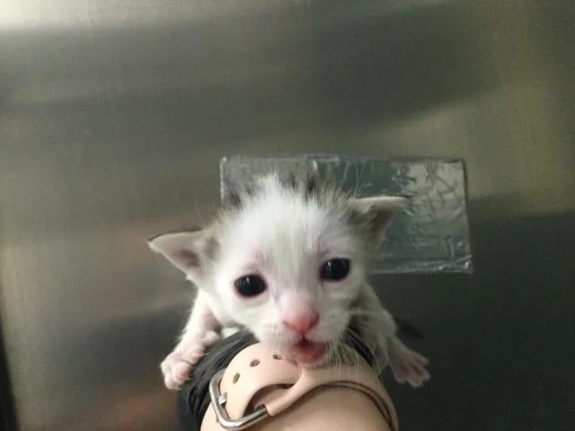 A baby small-sized female Domestic Short Hair cat named Jessie for adoption in Thousand Palms, CA