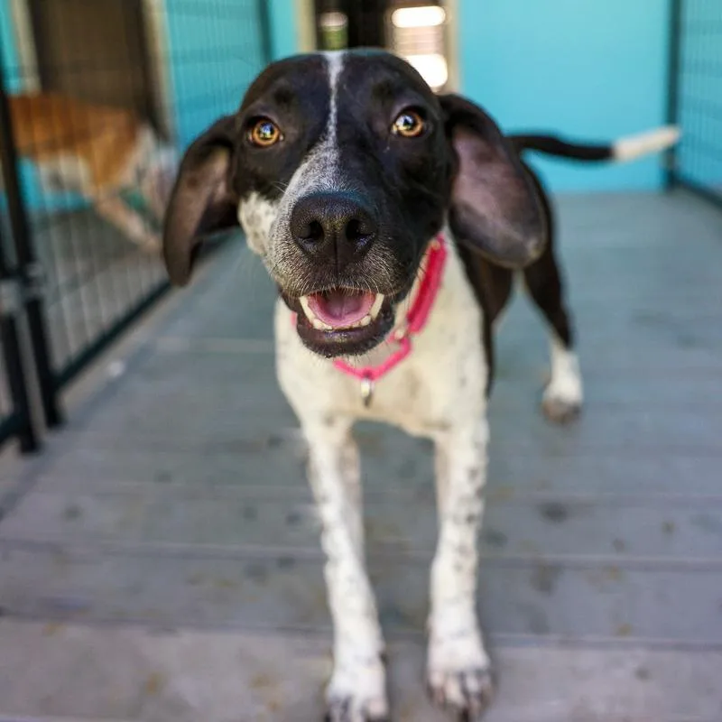 A young medium-sized male Black Mixed Breed dog named Forester for adoption in Bradenton, FL