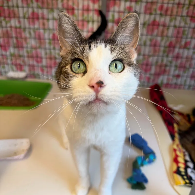 A senior medium-sized female White Domestic Short Hair cat named Samantha for adoption in Grants Pass, OR