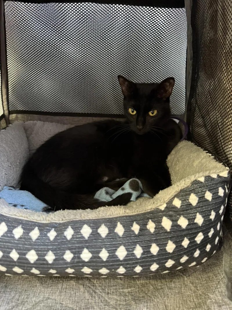A young medium-sized female Black Domestic Short Hair cat named Nova for adoption in Branford, CT
