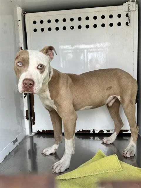 A young small-sized male Pit Bull Terrier dog named Deputy Dog for adoption in Martinez, CA