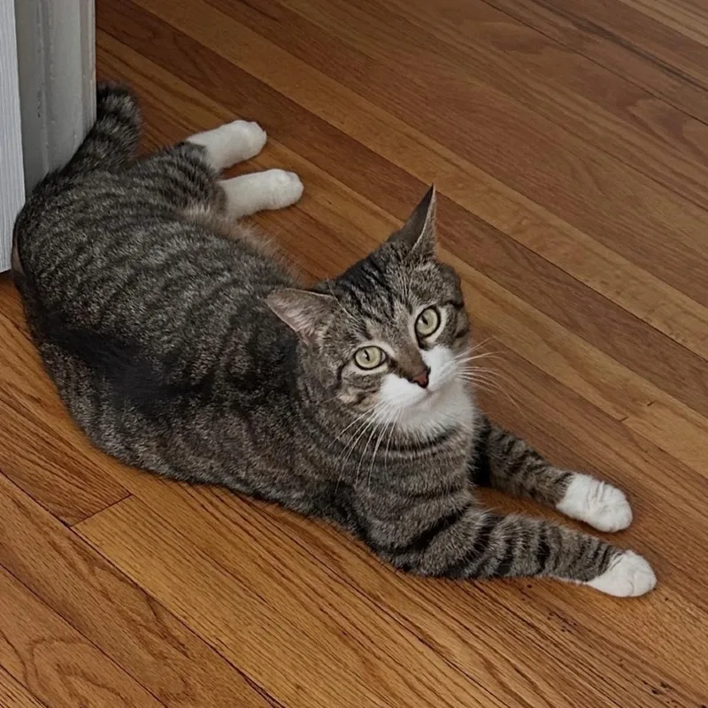 A young small-sized female Brown / Chocolate Domestic Short Hair cat named January for adoption in North Branford, CT