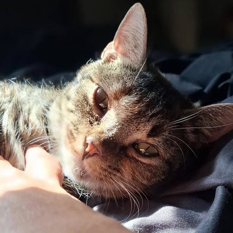 An adult medium-sized female Tabby (Brown / Chocolate) Domestic Short Hair cat named Addie for adoption in Easley, SC